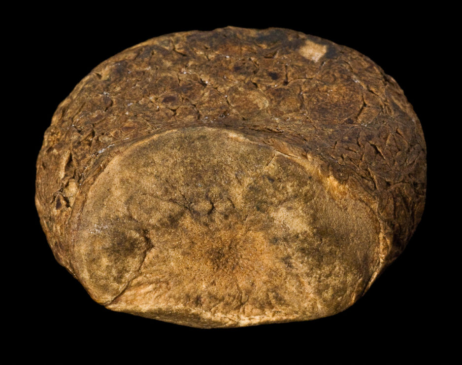 Potato used as a cure for rheumatism. Pitt Rivers Museum, Oxford, accession no. 1897.83.3.